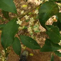 Glycosmis mauritiana (Lam.) Tanaka